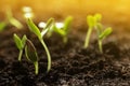 Sunlit young vegetable plants grown from seeds in soil. Space for text