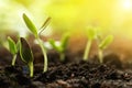 Sunlit young vegetable plants grown from seeds in soil. Space for text