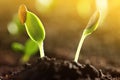 Sunlit young vegetable plants grown from seeds in soil