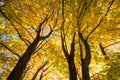 Sunlite Fall foliage