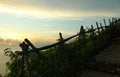 The sunlset light over the sea & natural abstract wooden fence on edge of cliff. Royalty Free Stock Photo