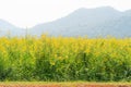 Sunn hemp blossom in field