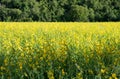 Sunn hemp, Chanvre indien, Crotalaria juncea yellow blossom in f Royalty Free Stock Photo