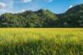 Sunn hemp, Chanvre indien, Crotalaria juncea yellow blossom in f Royalty Free Stock Photo