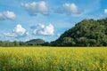 Sunn hemp, Chanvre indien, Crotalaria juncea yellow blossom in f Royalty Free Stock Photo