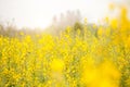 Sunn hemp or Chanvre indien, Legume yellow flowers that bloom in a farmer`s field