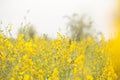 Sunn hemp or Chanvre indien, Legume yellow flowers that bloom in a farmer`s field