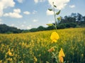 The Sunn hemp or Crotalaria juncea in field