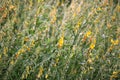 Sunn hemp or crotalaria juncea flower Royalty Free Stock Photo