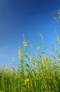 Sunn hemp field with clear blue sky. Royalty Free Stock Photo