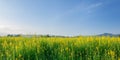 Sunn hemp field with clear blue sky. Royalty Free Stock Photo