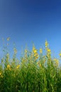 Sunn hemp field with clear blue sky. Royalty Free Stock Photo