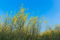 Sunn hemp field (Crotalaria juncea)