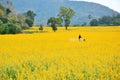 sunn hemp field Royalty Free Stock Photo