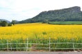 sunn hemp field Royalty Free Stock Photo