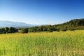 Sunn hemp field (crotalaria juncea or indian hemp) Royalty Free Stock Photo