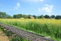 sunn hemp field (crotalaria juncea or indian hemp