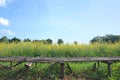 sunn hemp field (crotalaria juncea or indian hemp Royalty Free Stock Photo