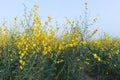 Sunn hemp field (Crotalaria juncea) Royalty Free Stock Photo