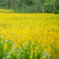 Sunn hemp in a field Royalty Free Stock Photo