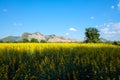 Sunn Hemp field with mountain and clear blue sky background Royalty Free Stock Photo