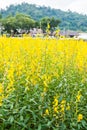 Sunn Hemp Field in Thai Royalty Free Stock Photo