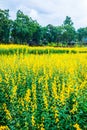 Sunn Hemp Field in Thai Royalty Free Stock Photo