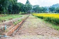 Sunn Hemp Field in Thai Royalty Free Stock Photo