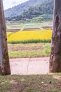 Sunn Hemp Field in Thai Royalty Free Stock Photo