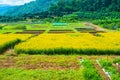 Sunn Hemp Field in Thai Royalty Free Stock Photo