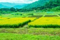 Sunn Hemp Field in Thai Royalty Free Stock Photo