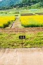 Sunn Hemp Field in Thai Royalty Free Stock Photo