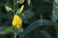 A Sunn Hemp flower blooming on branch. Royalty Free Stock Photo