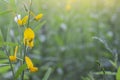 Sunn hemp flower or Crotalaria juncea with sunlight, Is a plant that is used to nourish the soil. Royalty Free Stock Photo
