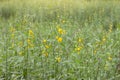 Sunn hemp flower or Crotalaria juncea field with sunlight. Royalty Free Stock Photo