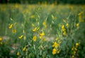 Sunn hemp flower field blooming Royalty Free Stock Photo