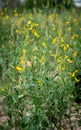 Sunn hemp flower field blooming Royalty Free Stock Photo