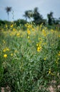 Sunn hemp flower field blooming Royalty Free Stock Photo