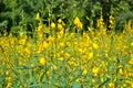 Sunn hemp flower field Royalty Free Stock Photo