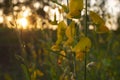 The sunn hemp flower and sunlight at the farming Royalty Free Stock Photo