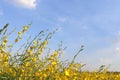 Sunn Hemp flowers on branch and blue sky. Royalty Free Stock Photo