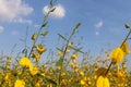 Sunn Hemp flowers bunches and sky Royalty Free Stock Photo