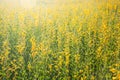 Sunn Hemp Flowers Swinging In The Wind, Abstract Yellow Flowers Are In Bloom In The Wind, Sunn Hemp Field In Summertime Royalty Free Stock Photo