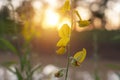 The sunn hemp yellow flower and sunset in the field Royalty Free Stock Photo