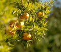 Sunned tangerine with mandarins and leaves.