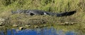 Large alligator everglades national Park Florida Royalty Free Stock Photo