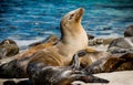 Sunning Sea Lion