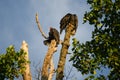 Sunning Turkey Vultures