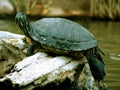 Sunning Turtle on Rock