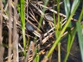 Sunning Turtles